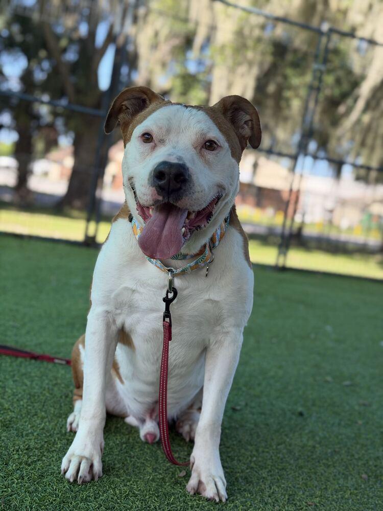 Farmer, Adoptable, Adult Male American Bulldog.