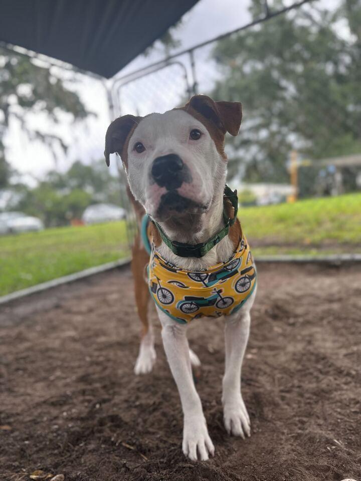 Farmer, Adoptable, Adult Male Mixed Breed & American Bulldog.