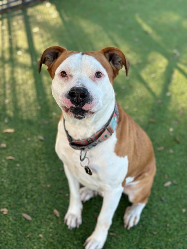 Enlarge Farmer, a Adoptable mixed breed in Lakeland, FL image 3/6