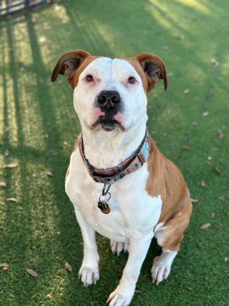 Enlarge Farmer, a Adoptable mixed breed in Lakeland, FL image 4/6