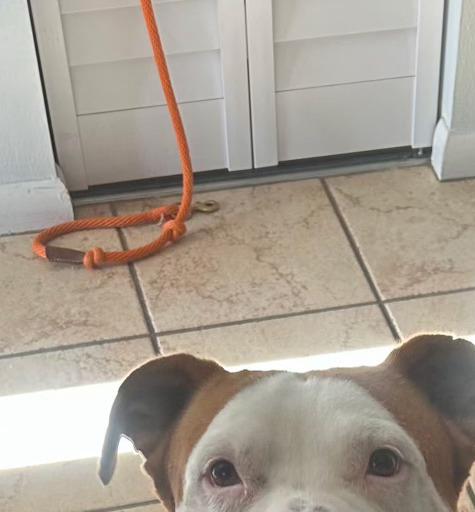 Enlarge Farmer, a Adoptable mixed breed in Lakeland, FL image 5/6