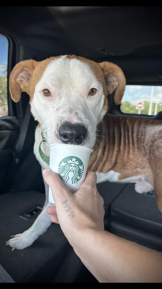 Farmer, Adoptable, Adult Male Mixed Breed & American Bulldog.