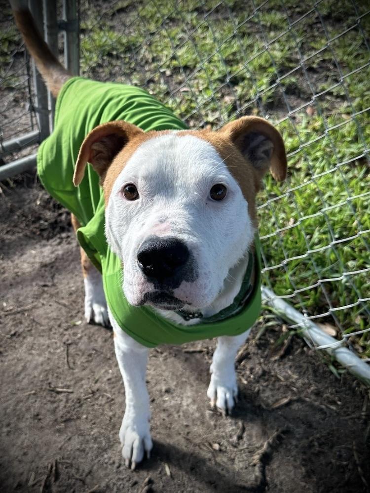 Enlarge Farmer, a Adoptable mixed breed in Lakeland, FL image 4/6