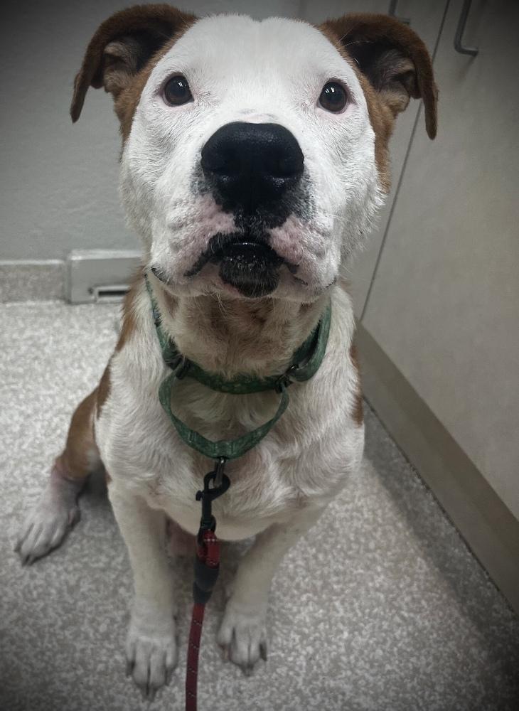 Enlarge Farmer, a Adoptable mixed breed in Lakeland, FL image 5/6