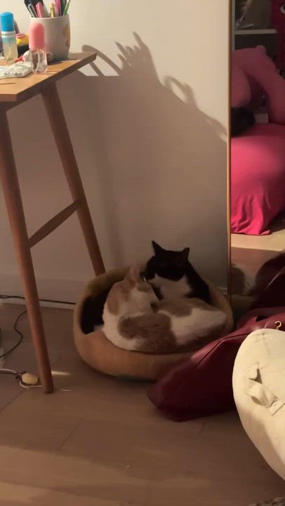 Enlarge Kitty — Bonded Pair with Loki, a ADOPTABLE Domestic Short Hair in New York, NY video 2/2