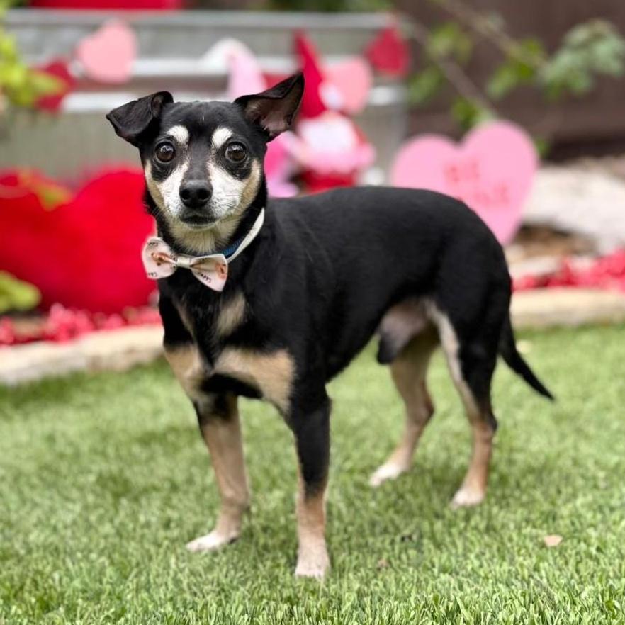 Terry, ADOPTABLE, Young Male Rat Terrier & Chihuahua.