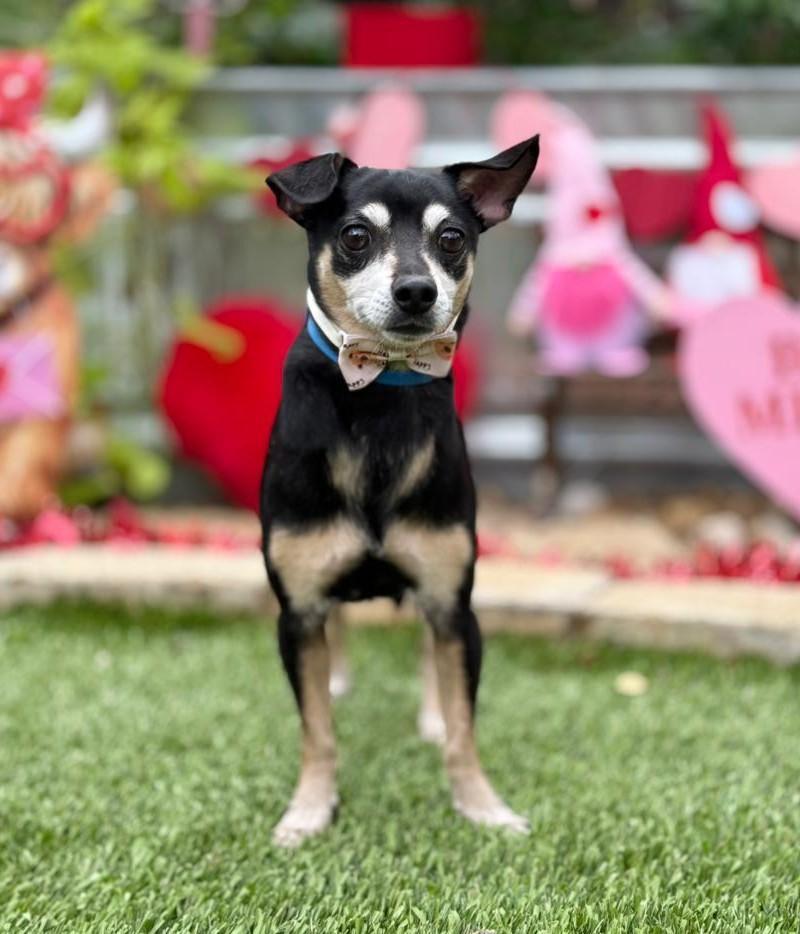 Enlarge Terry, a ADOPTABLE mixed breed in Southport, CT image 4/6