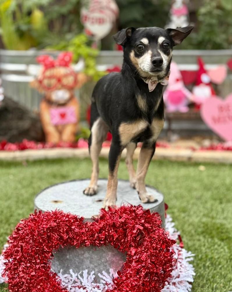 Enlarge Terry, a ADOPTABLE mixed breed in Southport, CT image 6/6