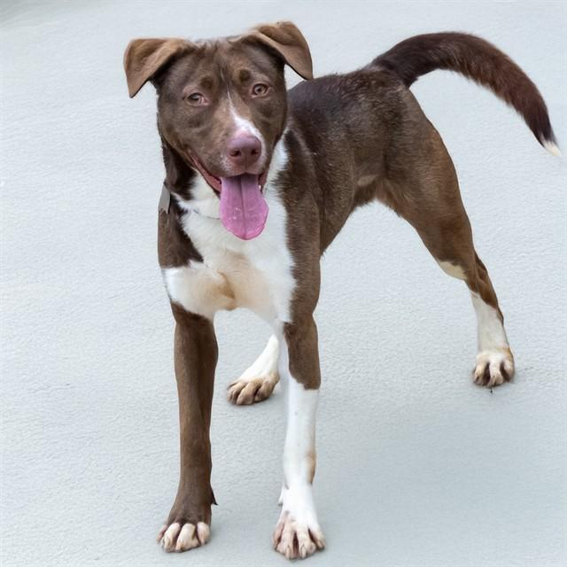 MIM, Adoptable, Young Female Labrador Retriever & Mixed Breed.