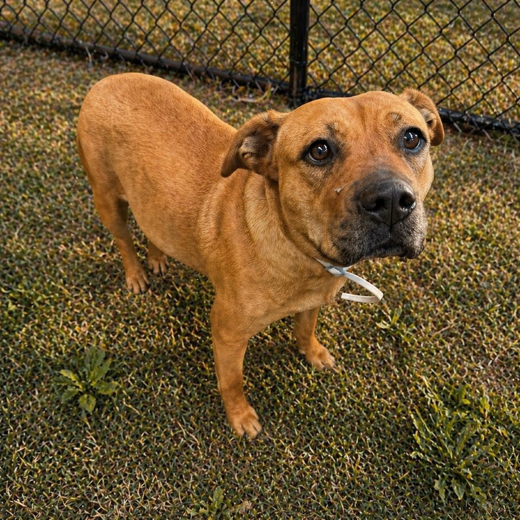 Pepita, Adoptable, Adult Female Terrier.