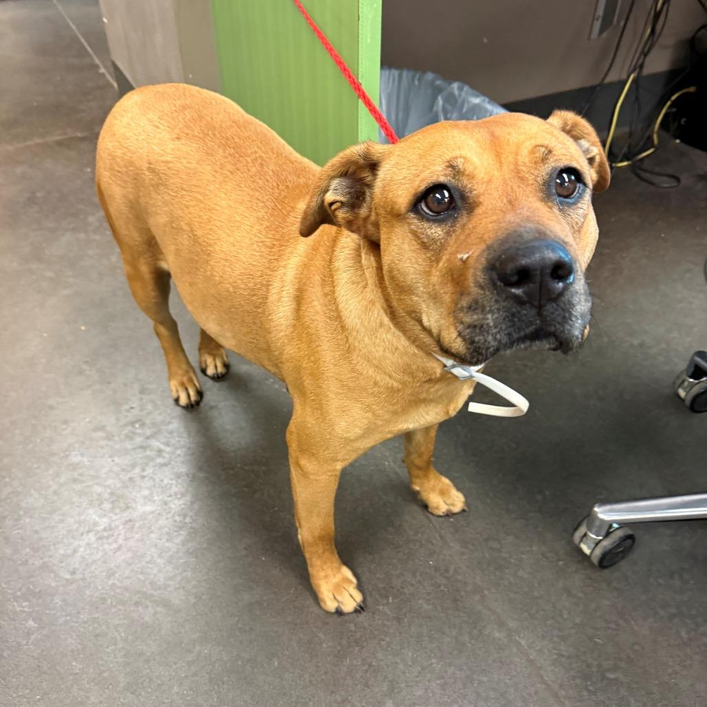 Enlarge Pepita, a Adoptable Terrier in Norman, OK image 2/2