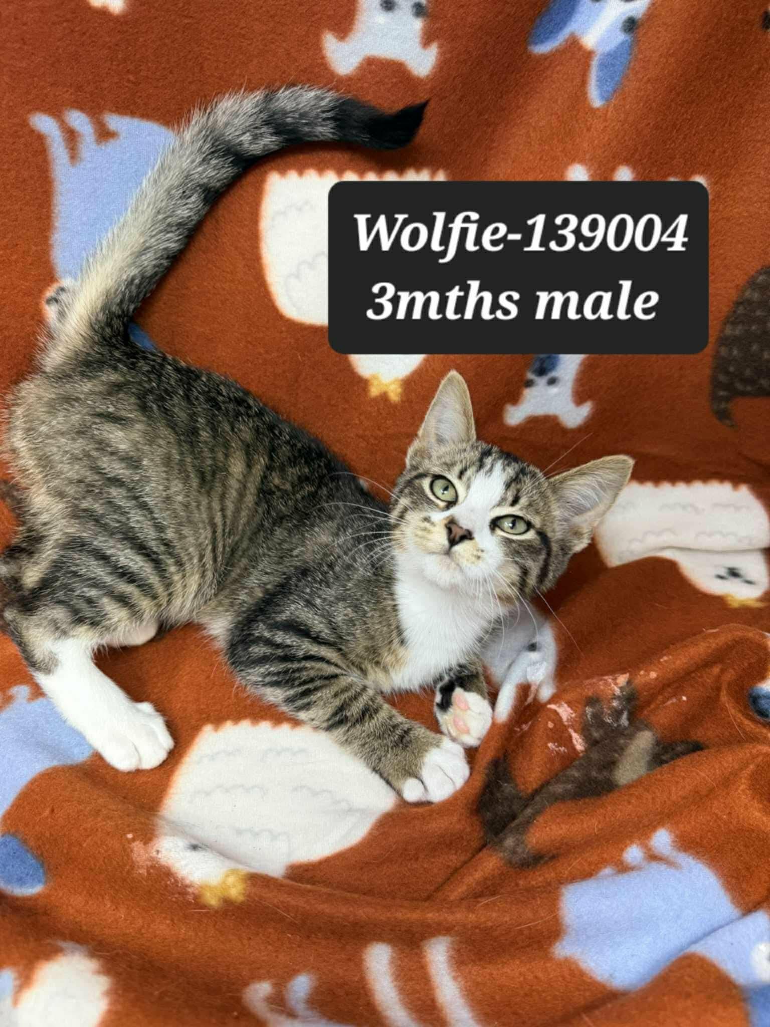 Wolfie *foster needed*