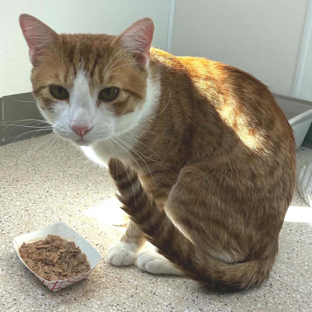 Cooper, Adoptable, Young Male Domestic Short Hair.