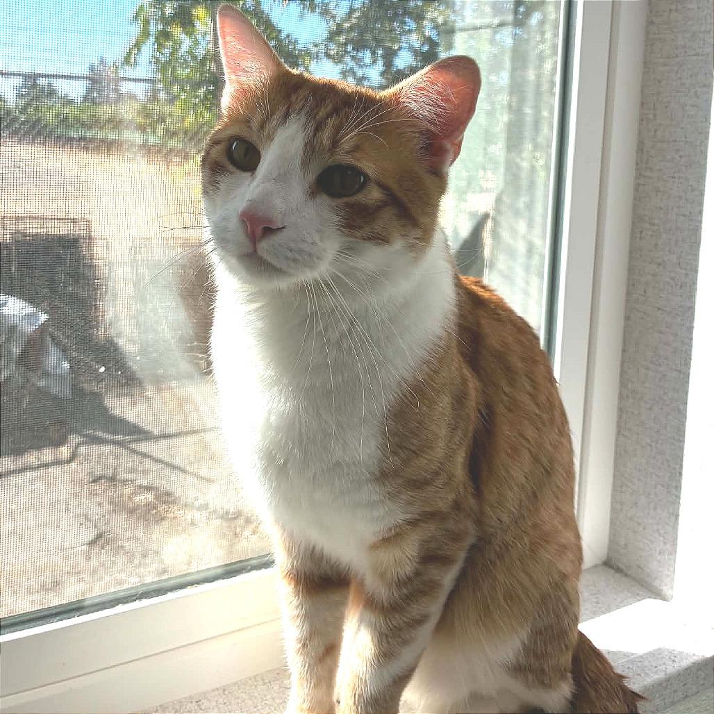 Enlarge Cooper, a Adoptable Domestic Short Hair in St. Helena, CA image 2/2