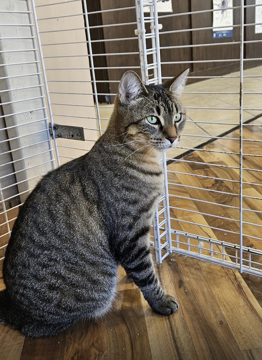 Zuri - Dundas East Animal Hospital