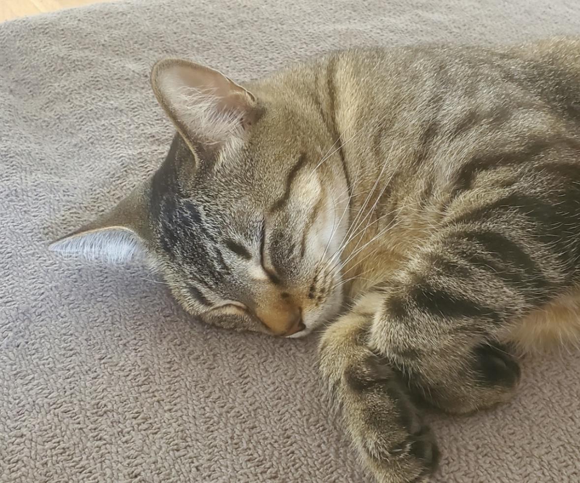 Zuri - Dundas East Animal Hospital