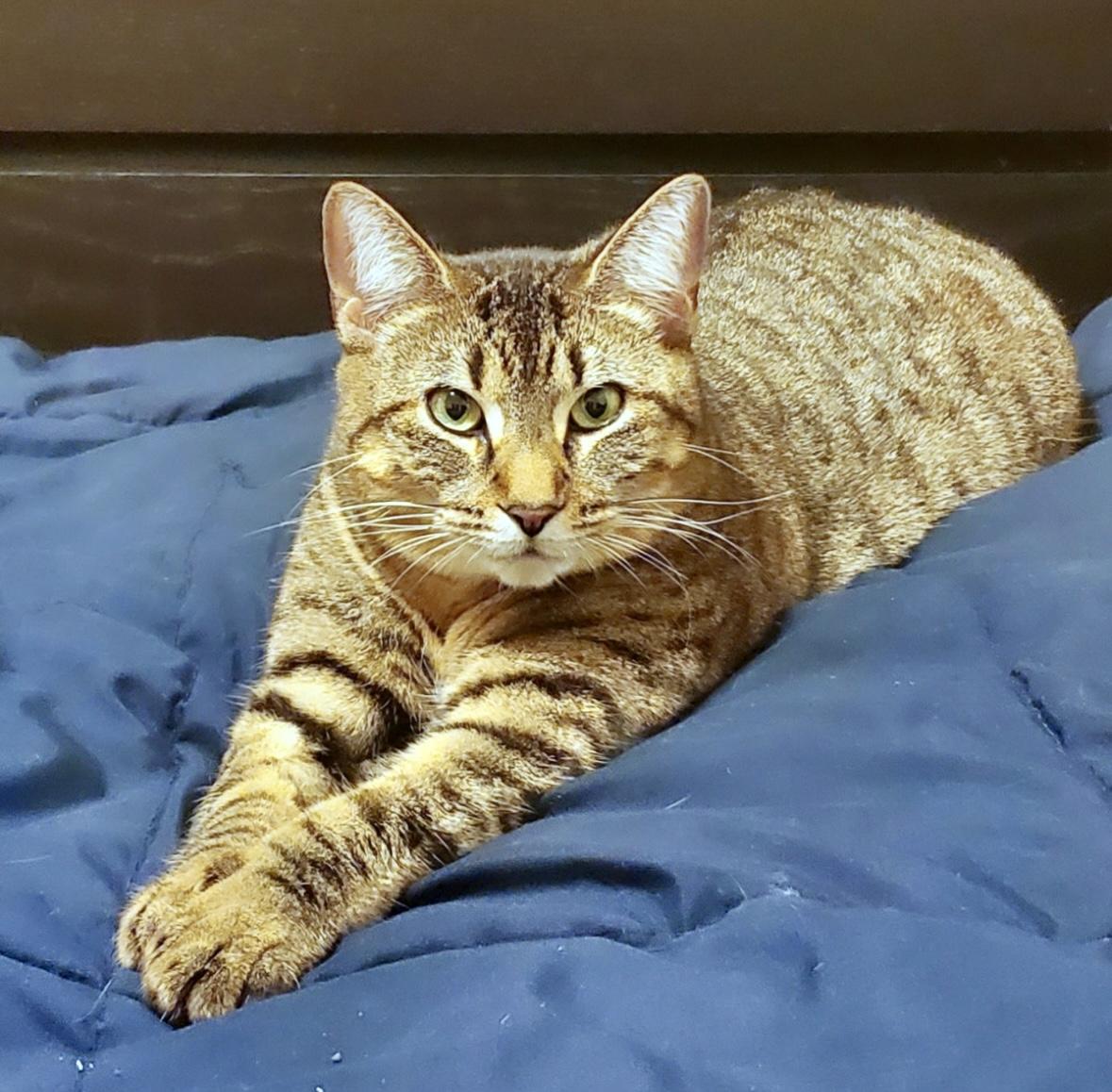 Zuri - Dundas East Animal Hospital