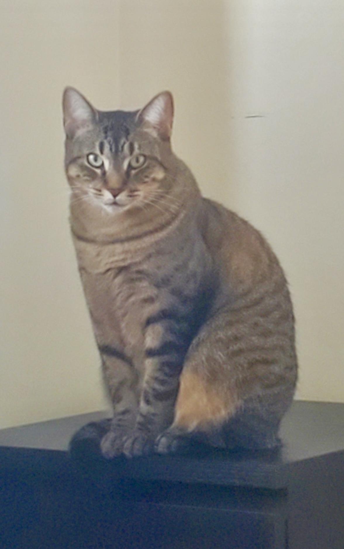 Zuri - Dundas East Animal Hospital