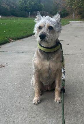 Enlarge Sweetie, a Adoptable Terrier in San Diego, CA image 1/3