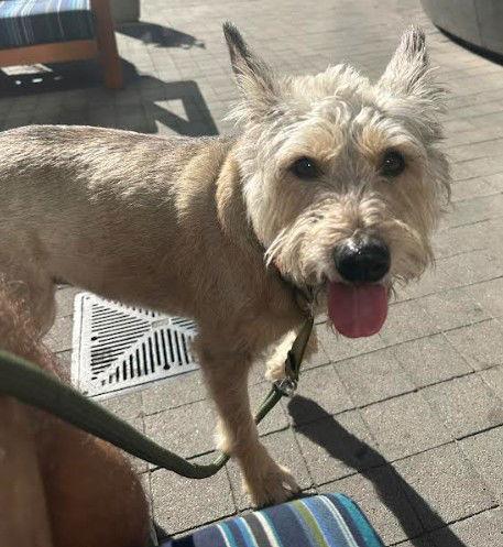 Enlarge Sweetie, a Adoptable Terrier in San Diego, CA image 3/3