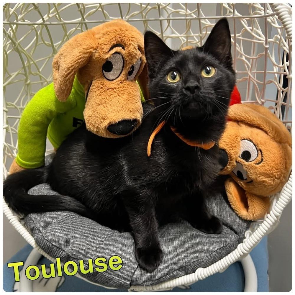 Enlarge Toulouse ~ Available at PetSmart Warsaw, IN!!, a Adoptable Domestic Short Hair in Rochester, IN image 1/1