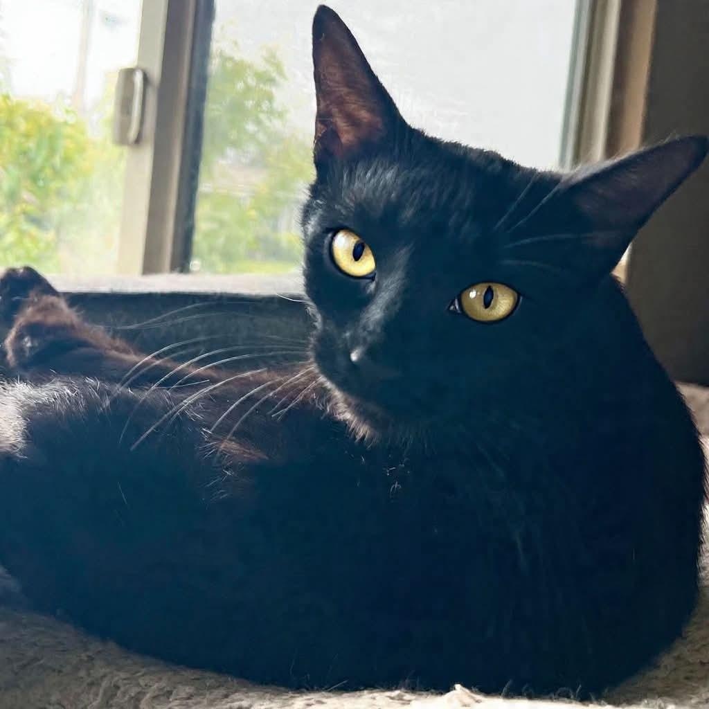 Norah, Adoptable, Kitten Female Domestic Short Hair.