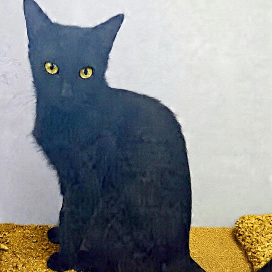 Enlarge Norah, a Adoptable Domestic Short Hair in Eureka, CA image 2/2