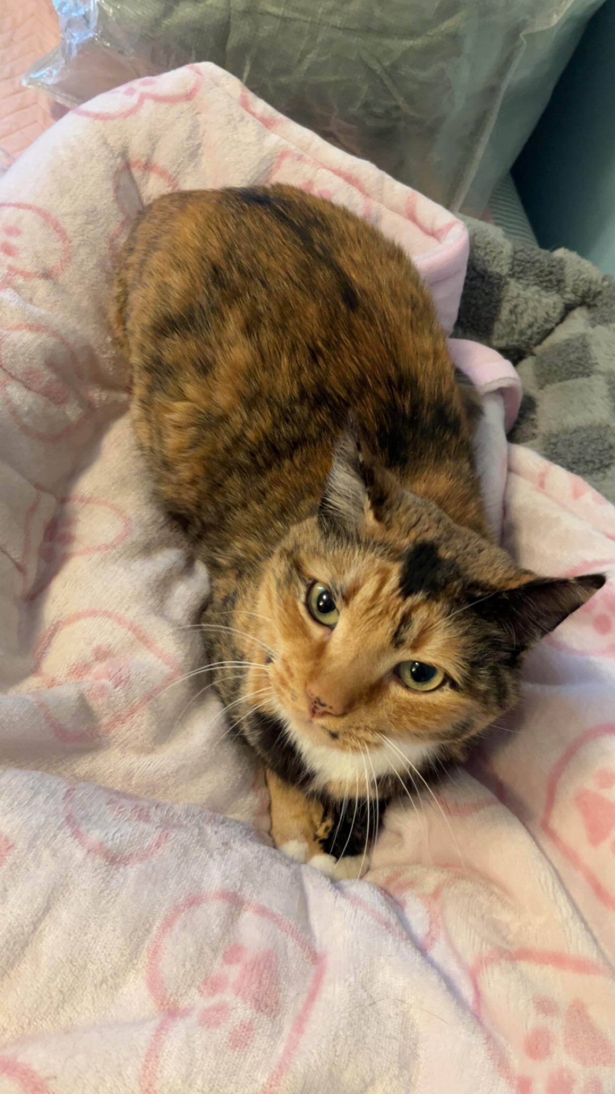 Frito, a Adoptable Calico in Columbia, SC image 3/3