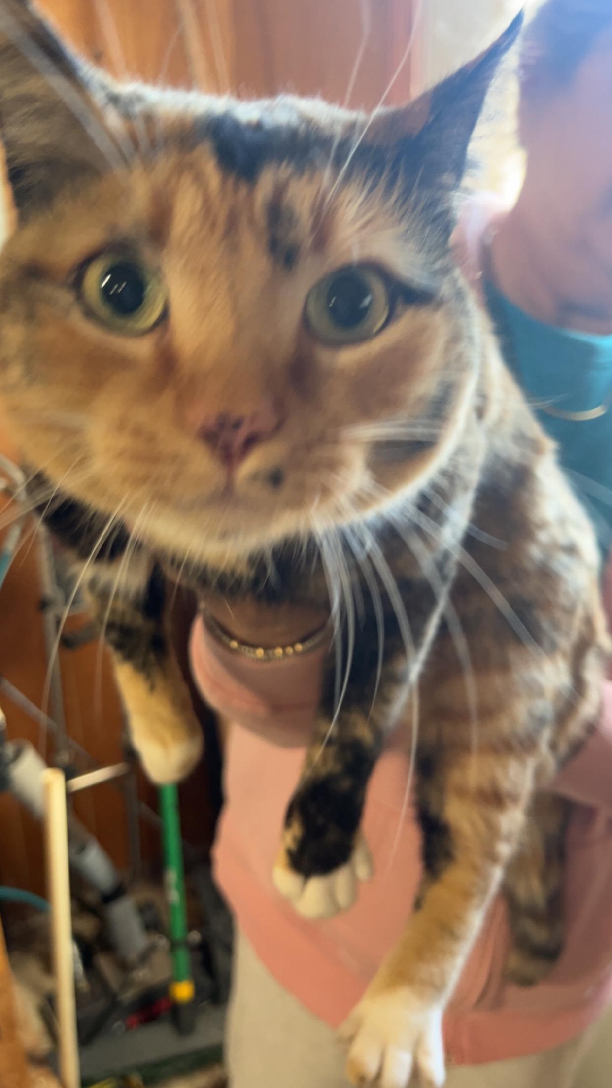 Frito, a Adoptable Calico in Columbia, SC image 2/3