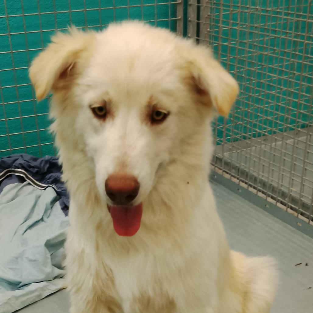Bolt, Adoptable, Young Male Mixed Breed.