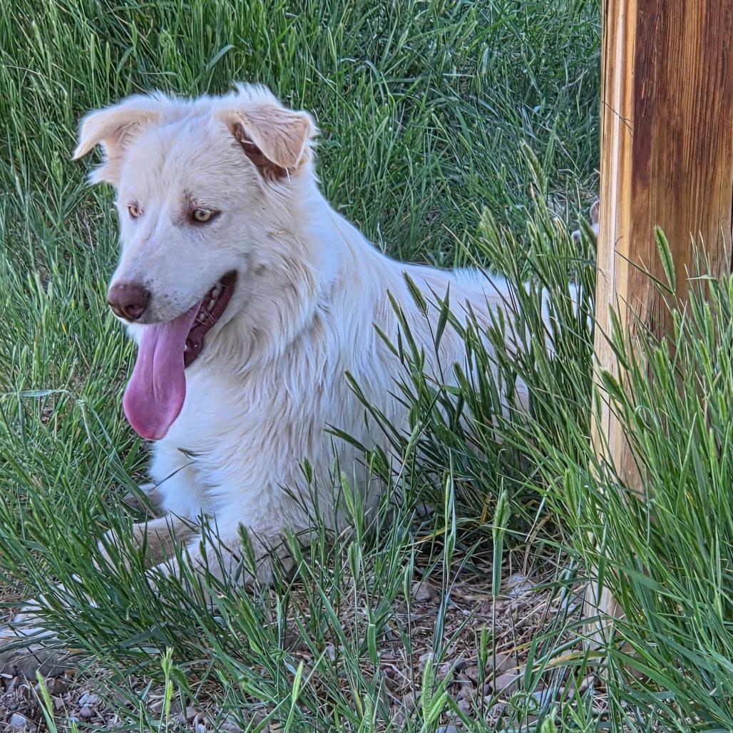 Bolt, a Adoptable Mixed Breed in Park City, UT image 2/6