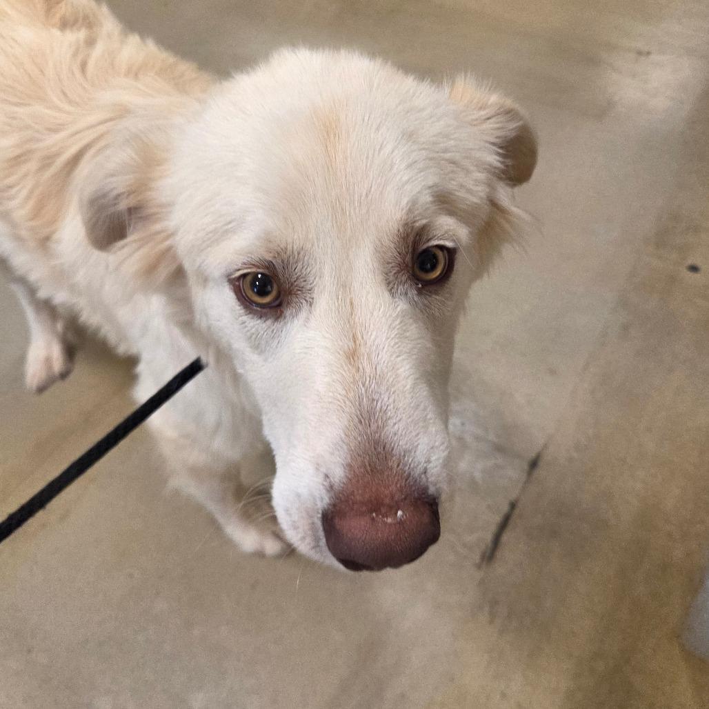 Bolt, a Adoptable Mixed Breed in Park City, UT image 3/6