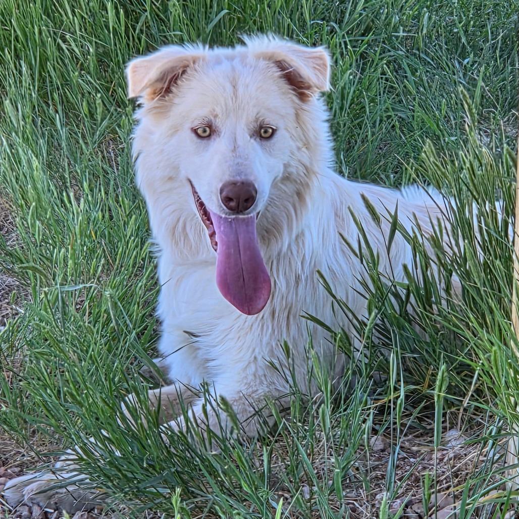 Bolt, a Adoptable Mixed Breed in Park City, UT image 4/6