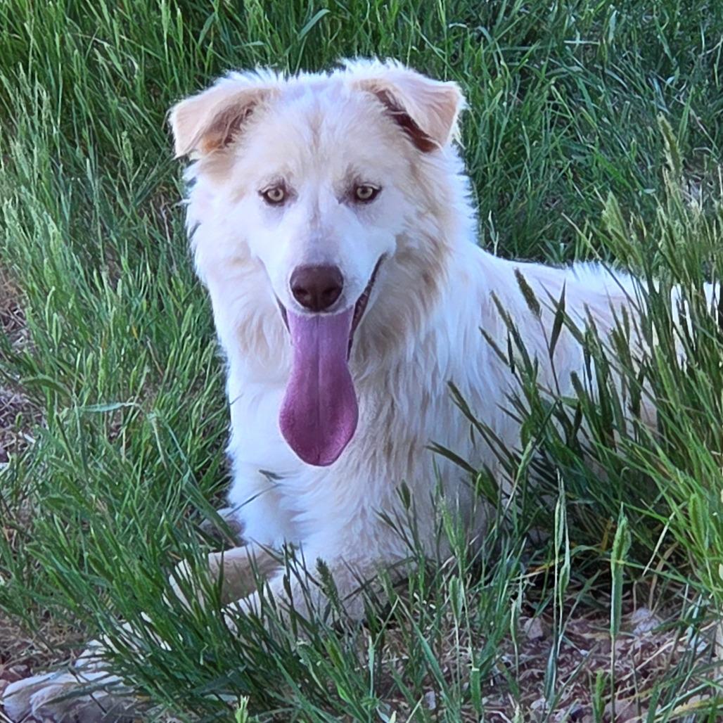 Bolt, a Adoptable Mixed Breed in Park City, UT image 5/6