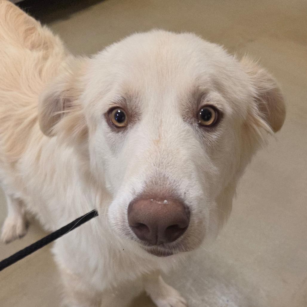 Bolt, a Adoptable Mixed Breed in Park City, UT image 6/6