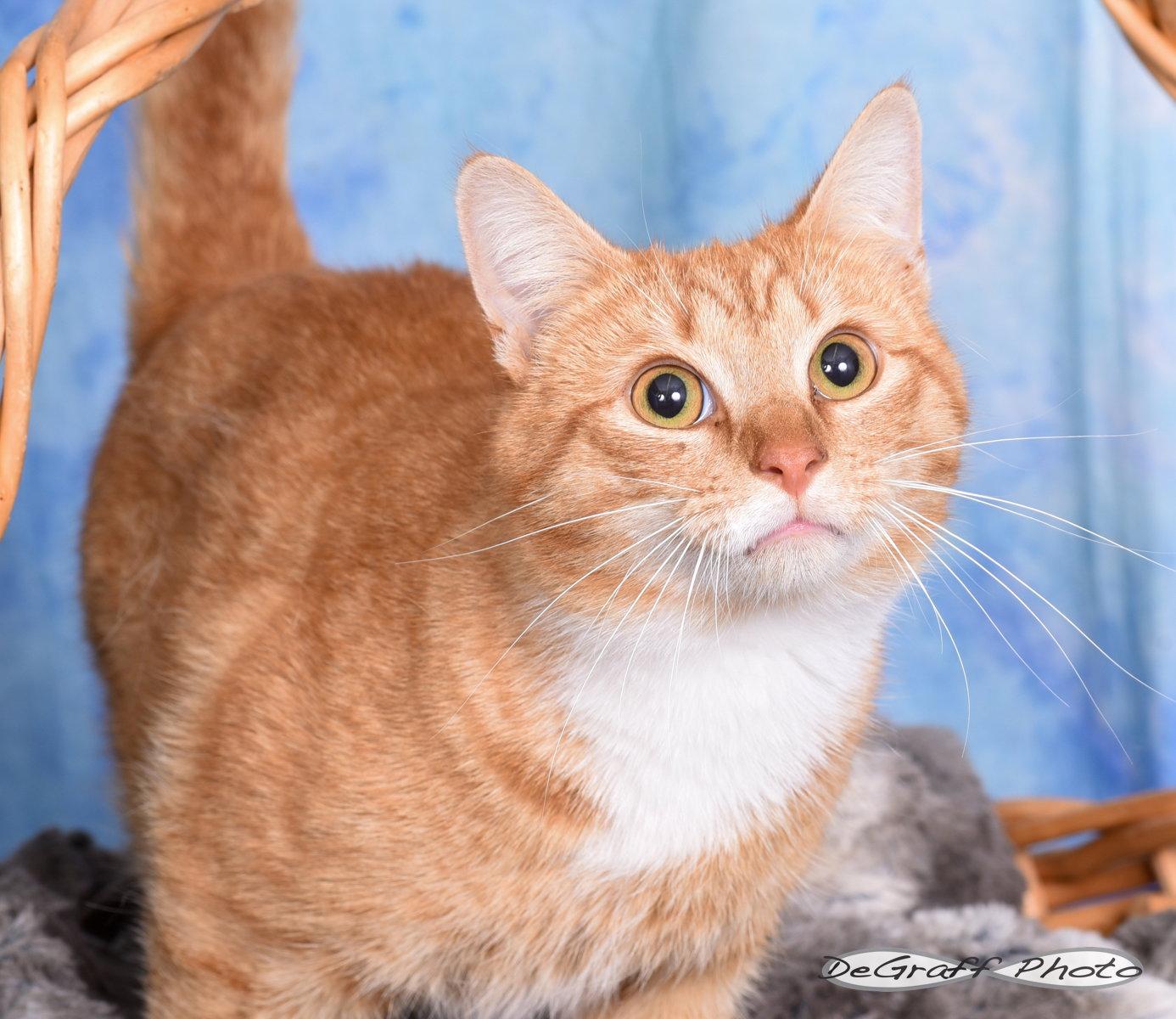 Bongo, Adopted, Adult Male Domestic Short Hair.