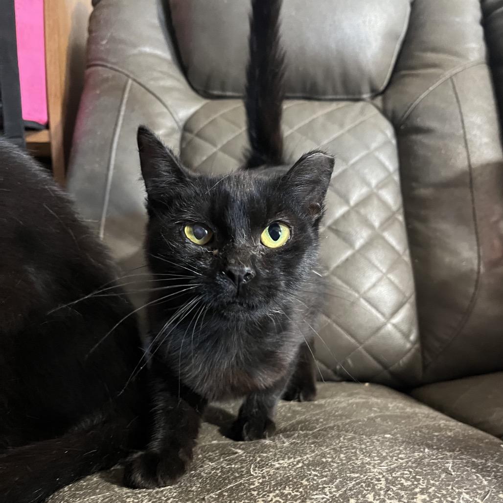 Enlarge Blackie, a Adoptable Domestic Short Hair in Casa Grande, AZ image 1/1