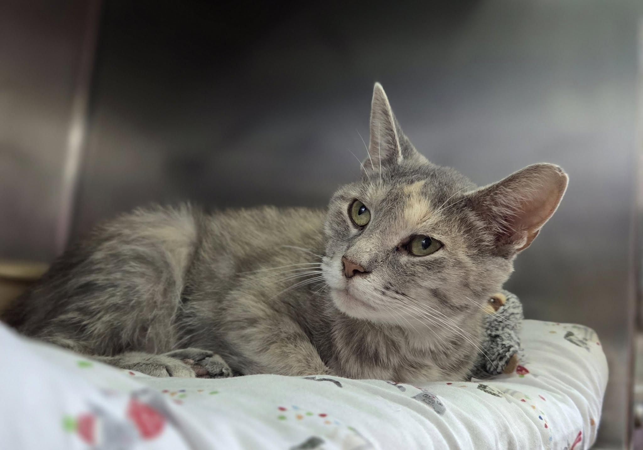 Enlarge Bobtail, a Adoptable Dilute Calico in Martinsburg, WV image 1/1