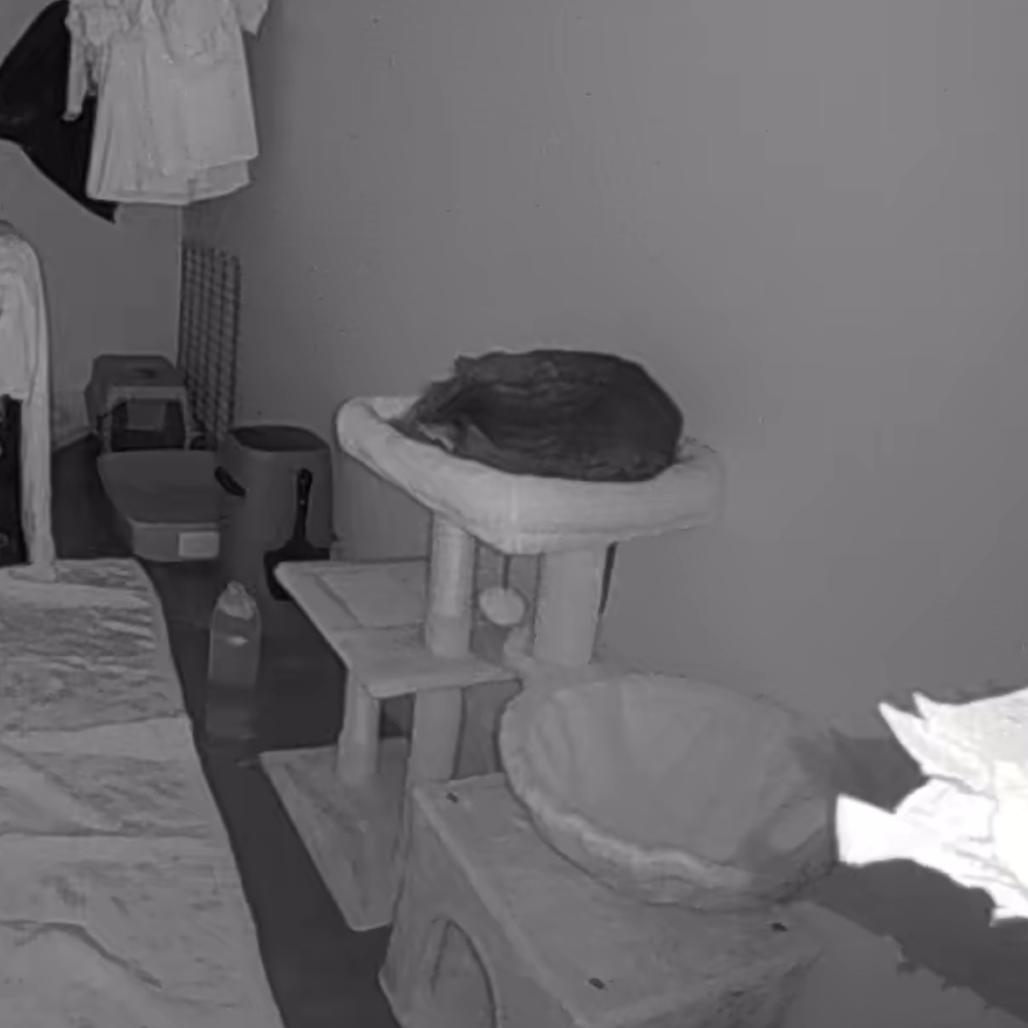 Enlarge Tiger, a Adoptable Domestic Short Hair in Greenville, SC image 1/5