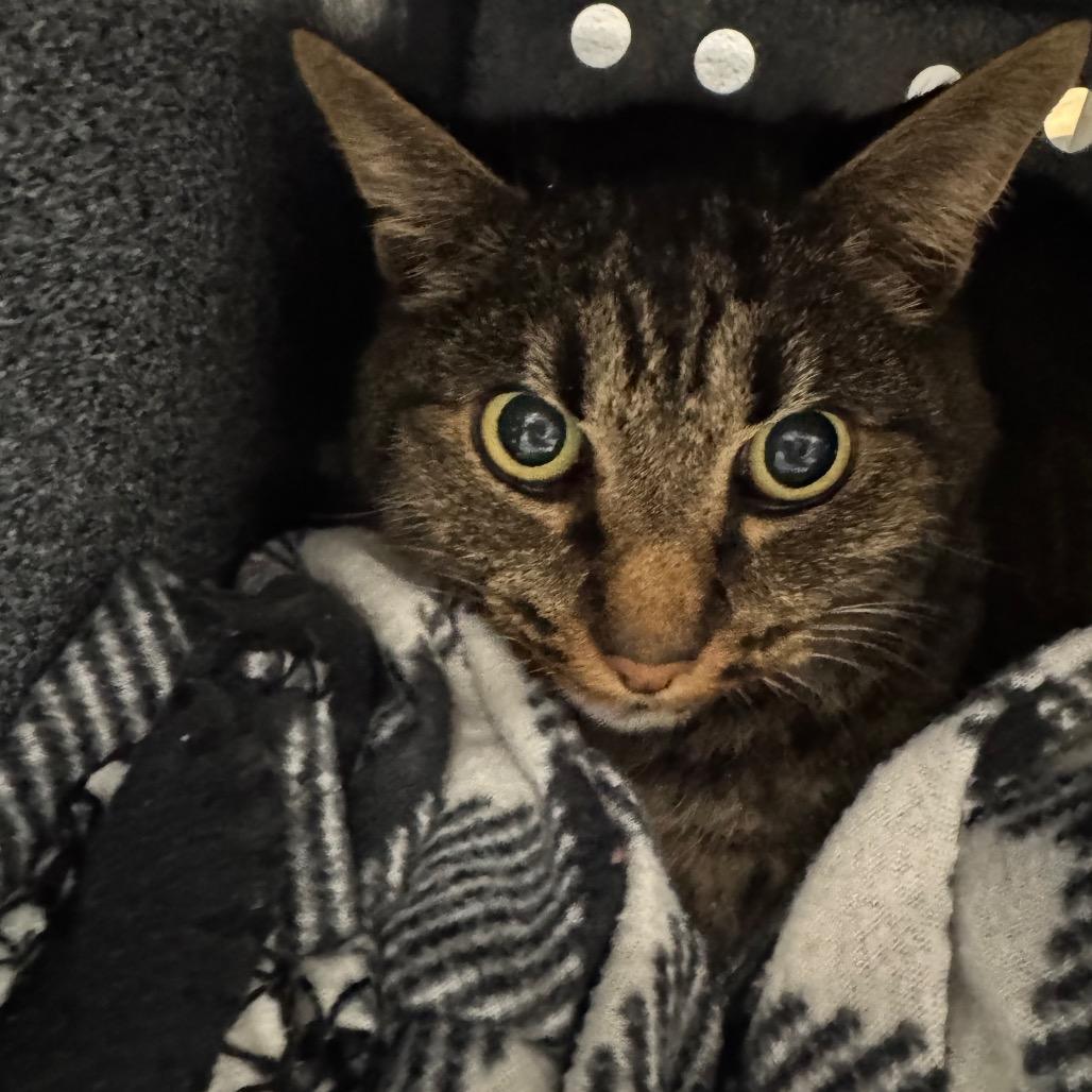 Tiger, Adoptable, Senior Female Domestic Short Hair.