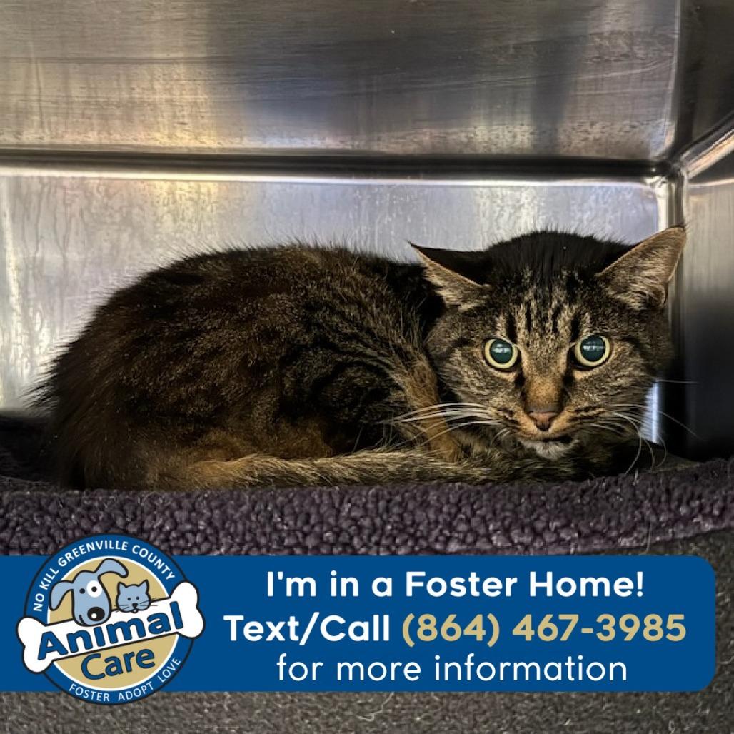Enlarge Tiger, a Adoptable Domestic Short Hair in Greenville, SC image 3/5