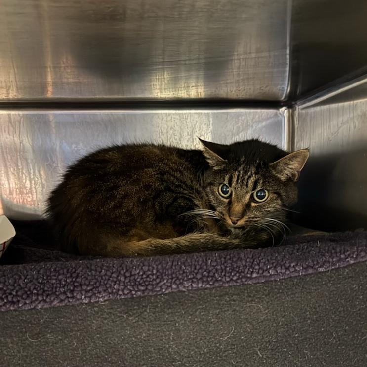 Enlarge Tiger, a Adoptable Domestic Short Hair in Greenville, SC image 4/5