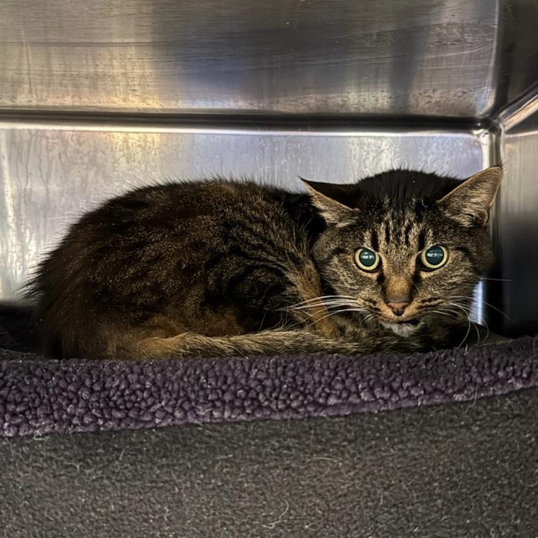 Enlarge Tiger, a Adoptable Domestic Short Hair in Greenville, SC image 5/5