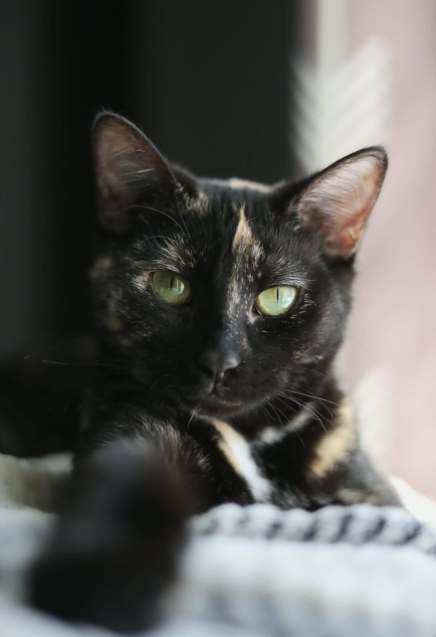 Enlarge Nessa, a Adoptable mixed breed in Steinbach, MB image 1/5