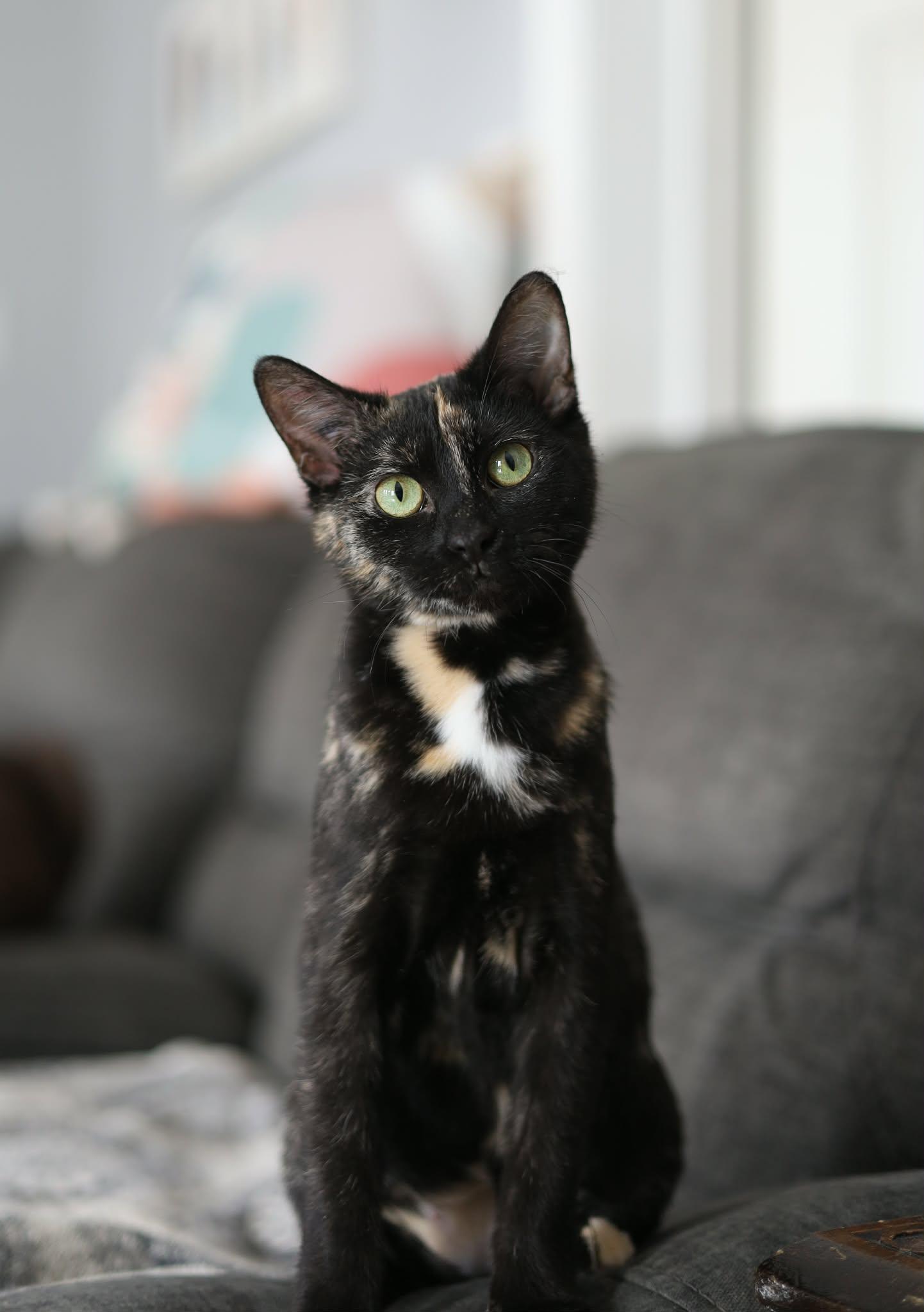 Enlarge Nessa, a Adoptable mixed breed in Steinbach, MB image 2/5