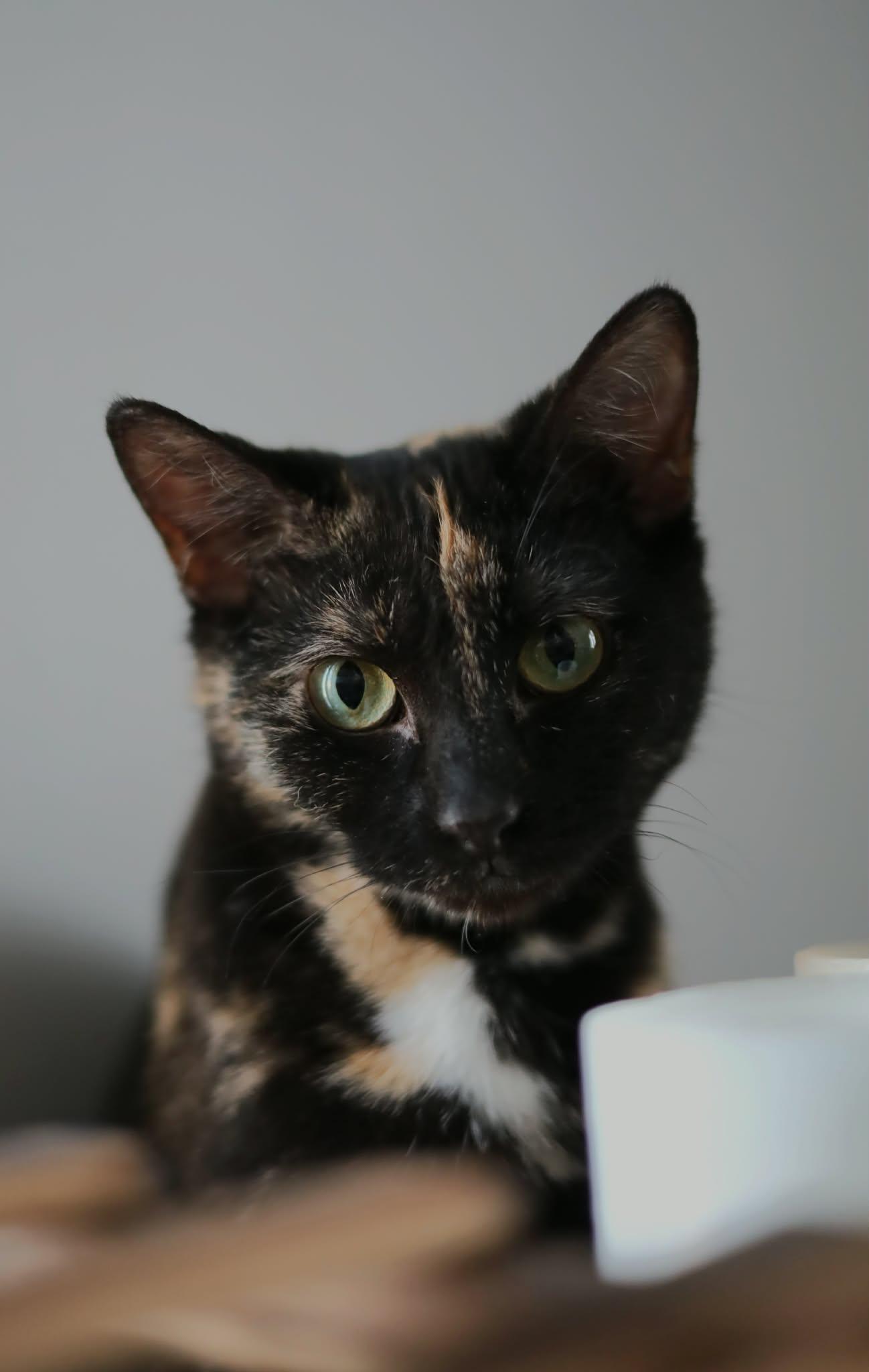 Enlarge Nessa, a Adoptable mixed breed in Steinbach, MB image 3/5