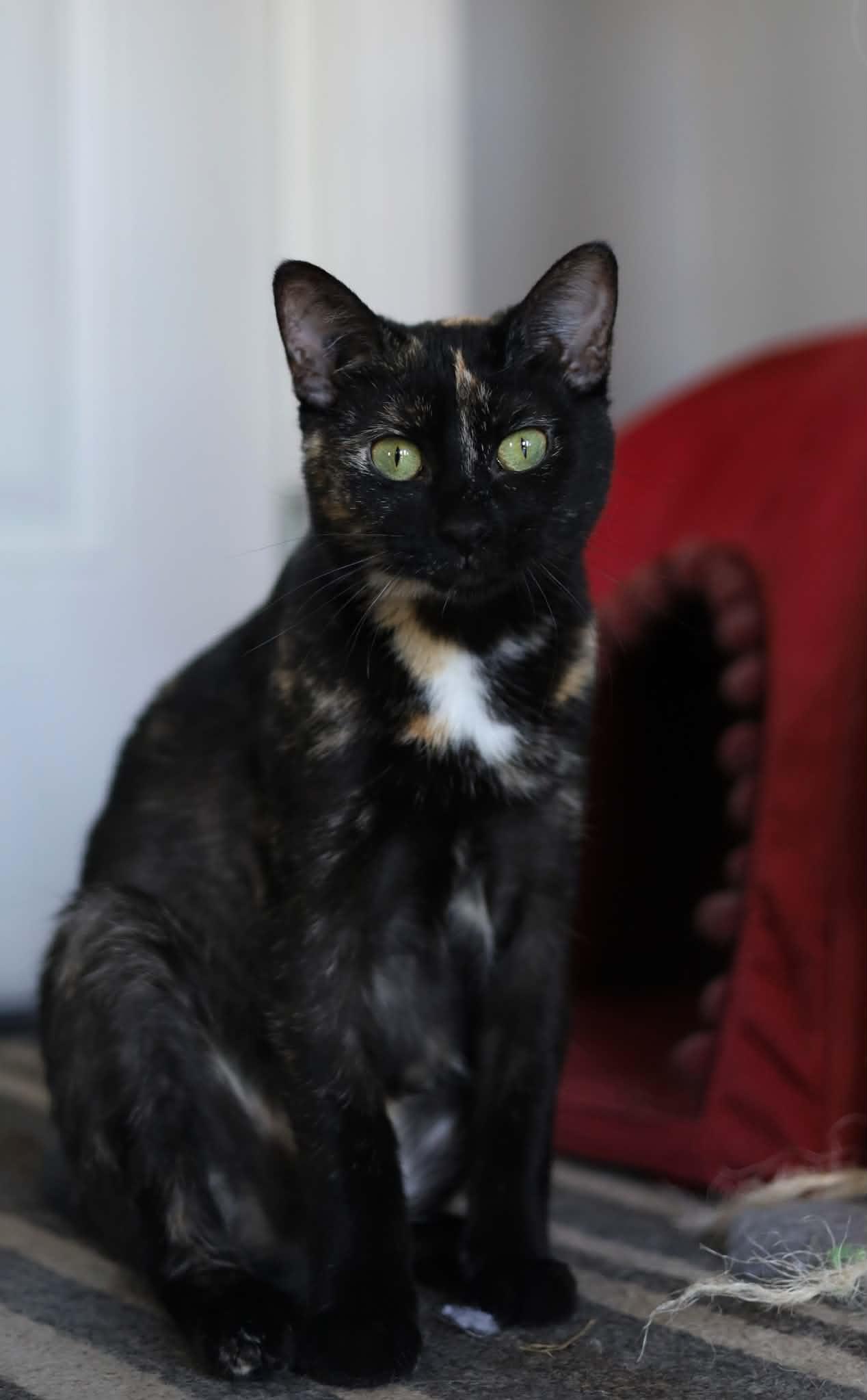 Nessa, a Adoptable mixed breed in Steinbach, MB image 4/6