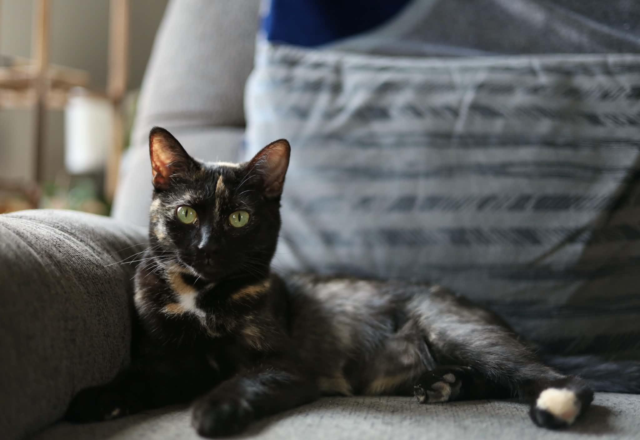 Nessa, a Adoptable mixed breed in Steinbach, MB image 5/6