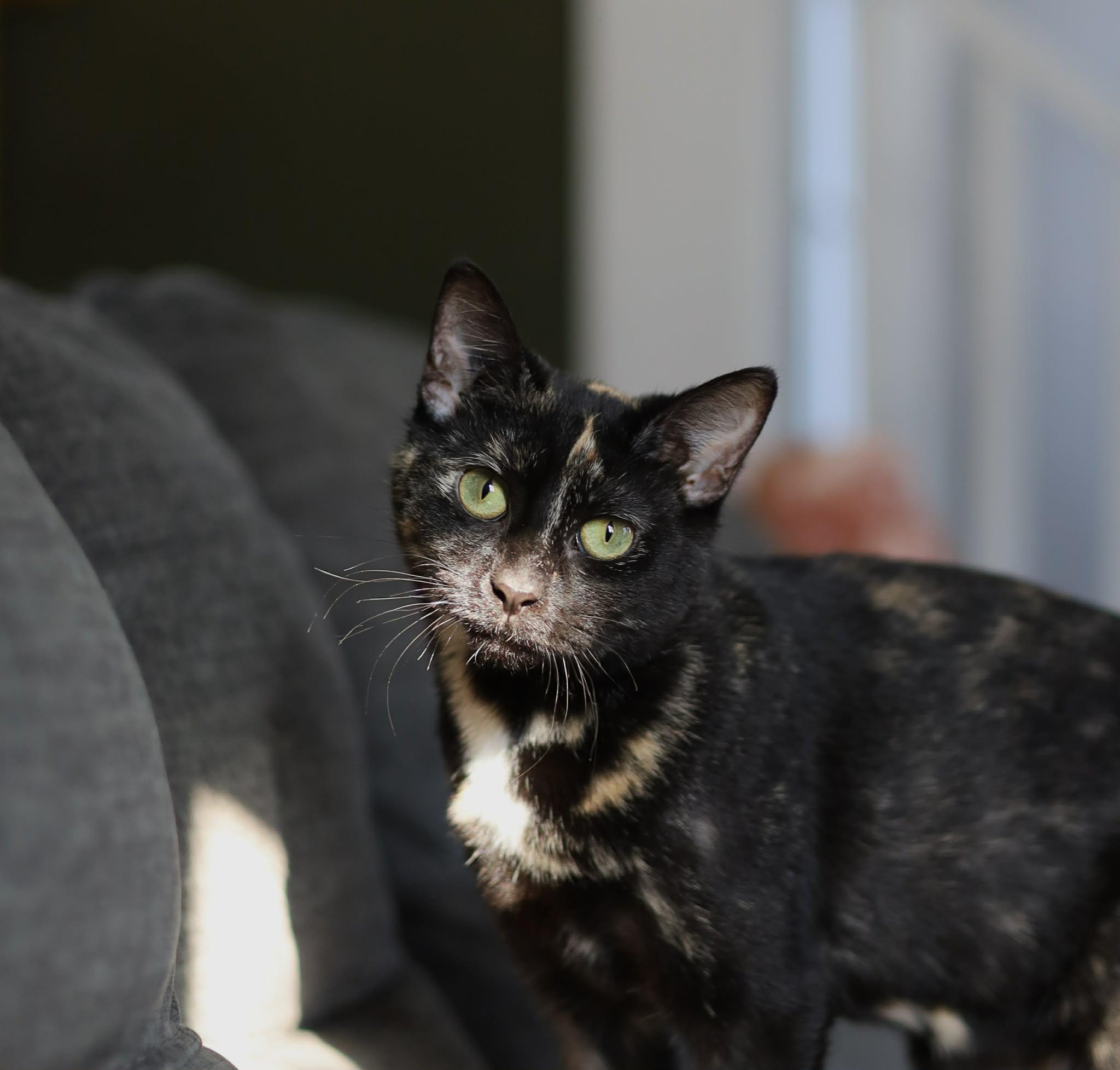 Enlarge Nessa, a Adoptable mixed breed in Steinbach, MB image 4/5