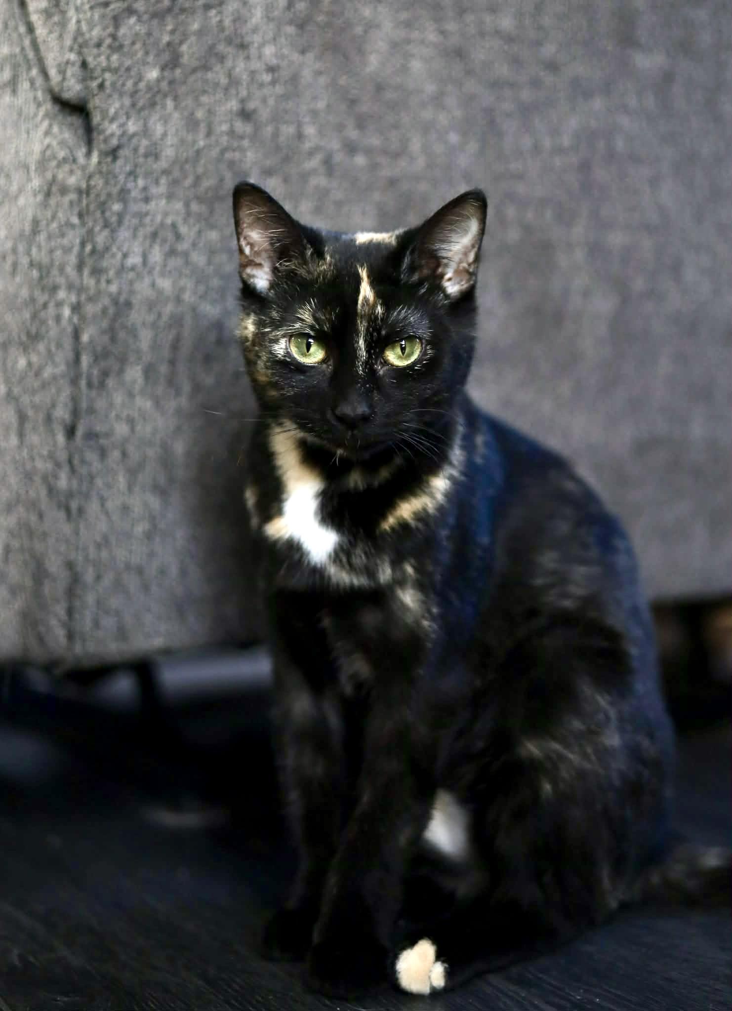 Enlarge Nessa, a Adoptable mixed breed in Steinbach, MB image 5/5